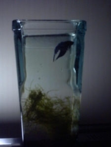 Sad Betta Fish in Tiny Betta Vase